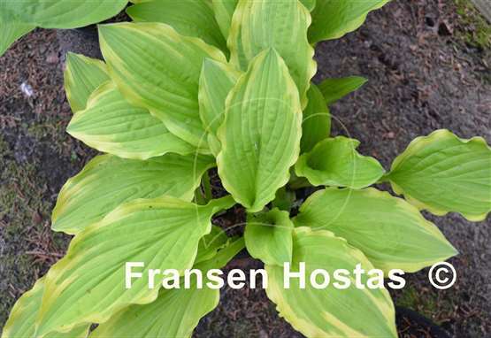 Hosta Duchess